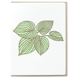 Hosta