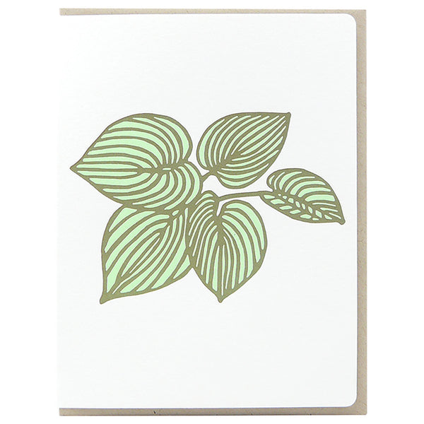 Hosta