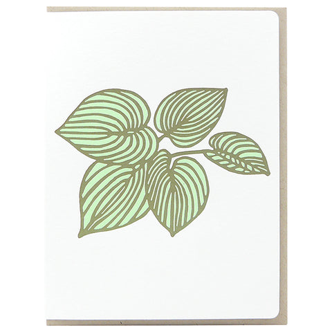 Hosta